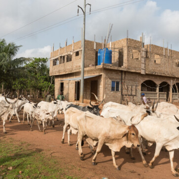 Cows Benin