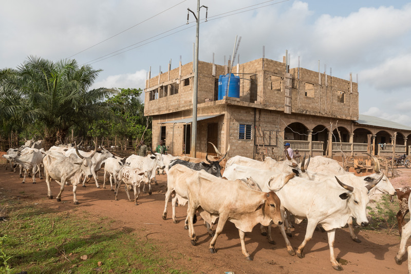 Cows Benin