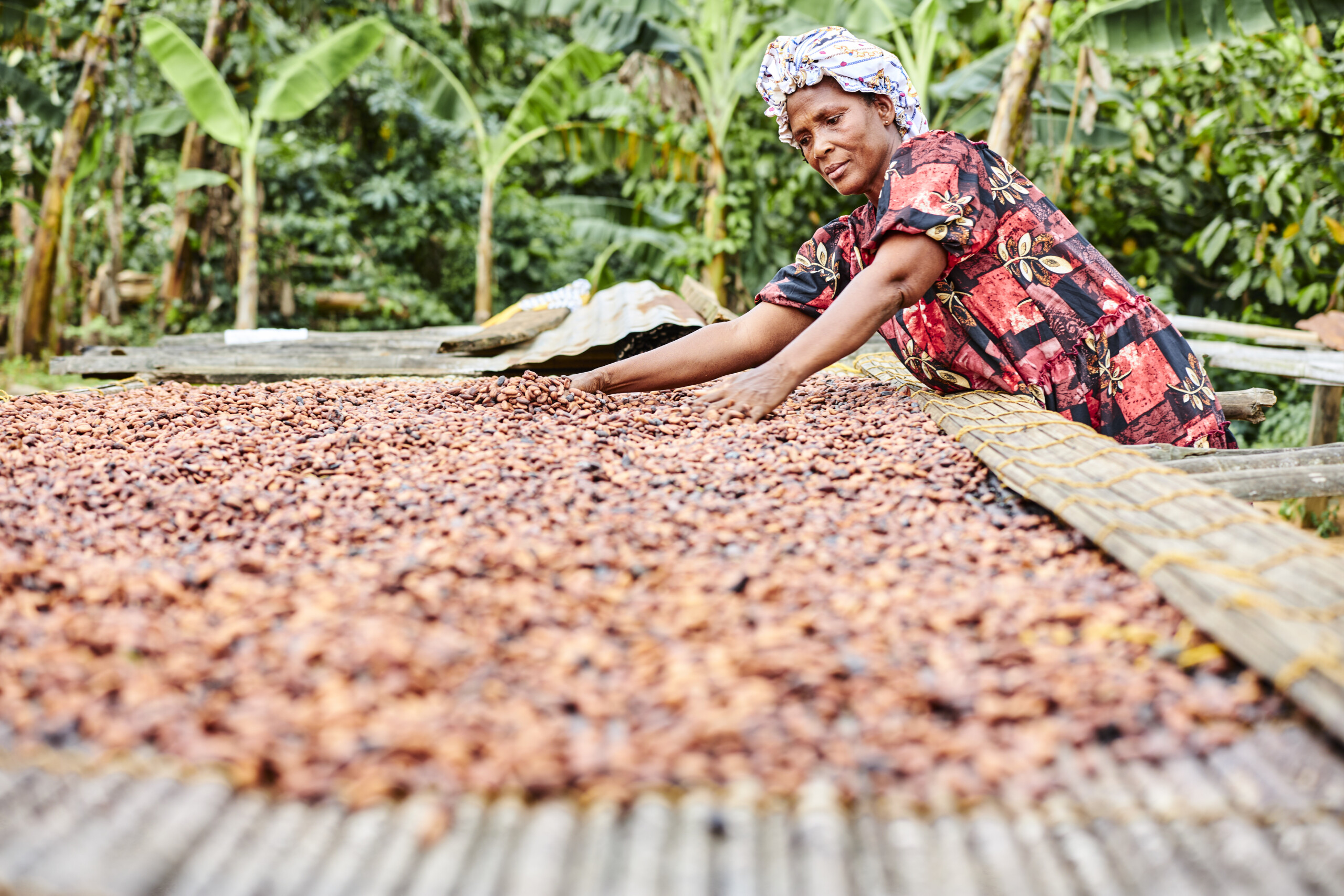 kvinna med skörd av kakaobönor, Ghana
